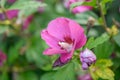 Rose of Sharon Hibiscus syriacus Rubis, red-purple flower with crimson eye and buds Royalty Free Stock Photo